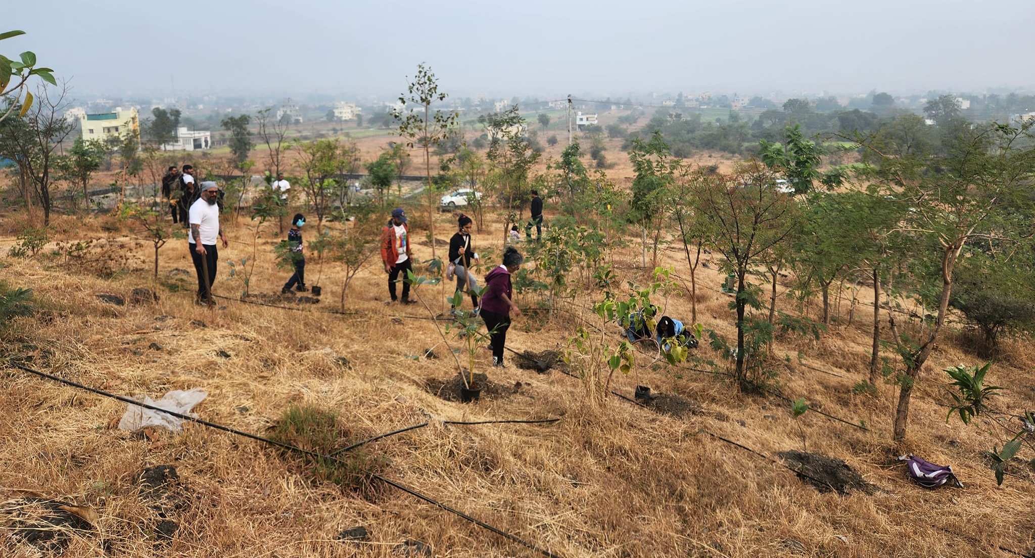 Tree_plantation